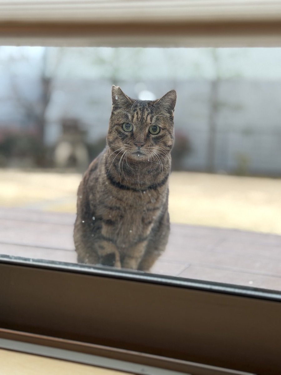 hoihoi_sakana's tweet photo. 実家に来るねこ🐱ちゃん、
山口一郎さんに似てるの...🥺
(私だけかな..)
一郎さんねこ。ねこ郎くんです。 https://t.co/4LGZ7SJtIm