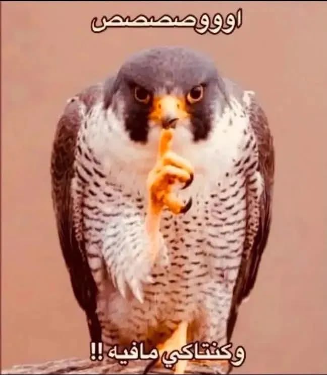 nj_ksa699's tweet photo. @nw1f_a لا حبيبتي انا الصفريه مو انتي https://t.co/YgntHxpLFn