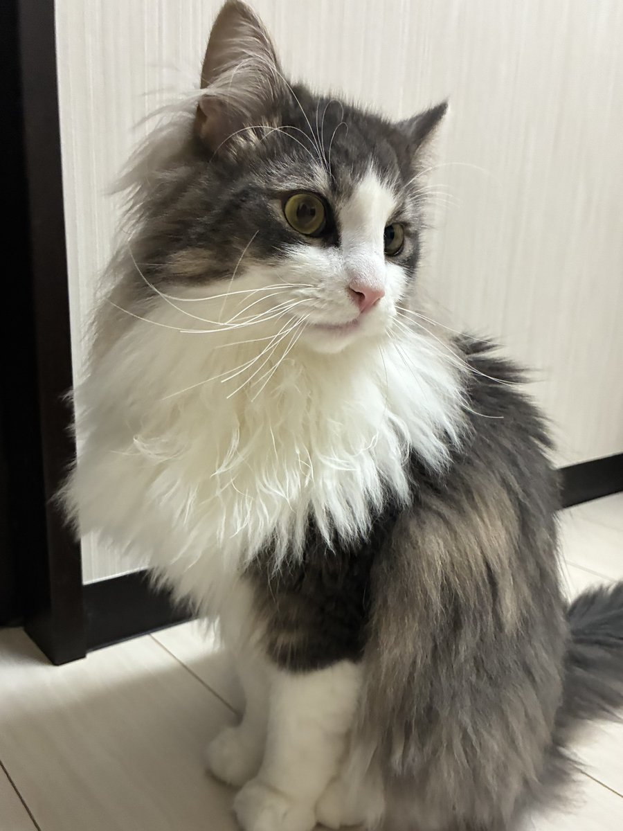 muinn_cat's tweet photo. お耳が大きめでピーンとしてます https://t.co/HMLckLRyCw