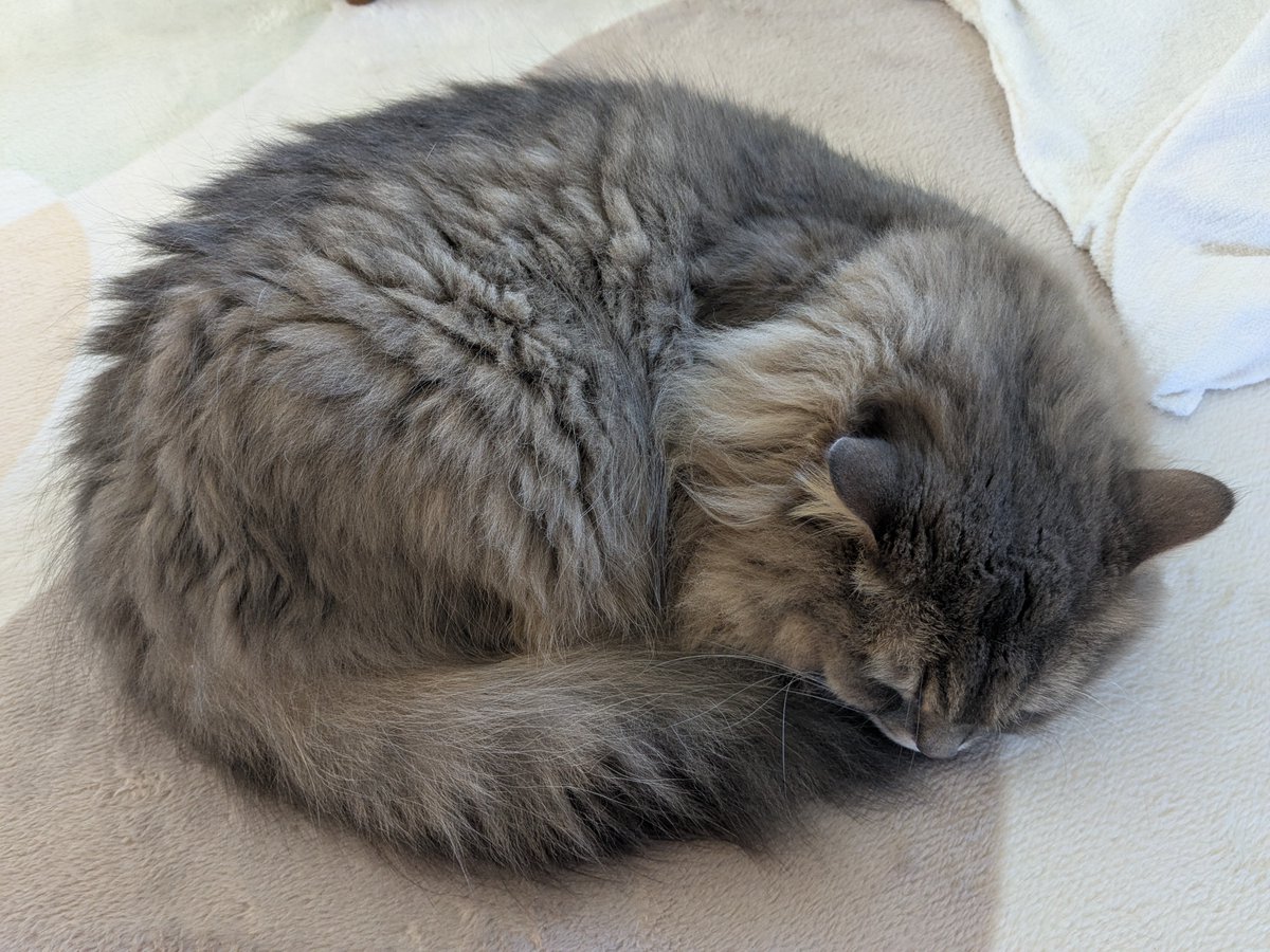 marutasagi's tweet photo. ねこかわいいね https://t.co/m26ijqP12R