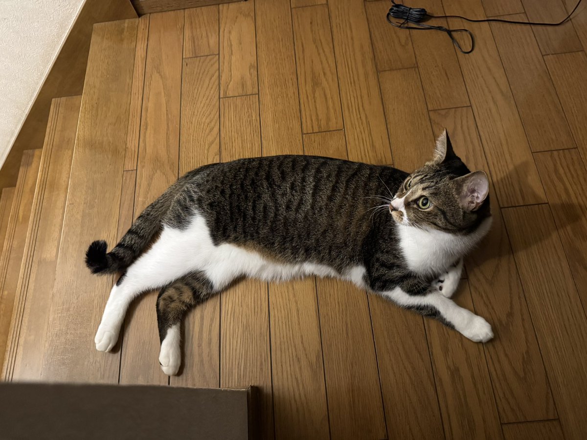 kirushu2's tweet photo. 猫との暮らし2年276日目
廊下で休んでるイチョウ君。
1階にいる妻の気配を感じて階段の方を見ている😺
#保護猫 #譲渡会 #猫好きさんと繫がりたい  #ねこのいる暮らし https://t.co/7rUW3sNn4i