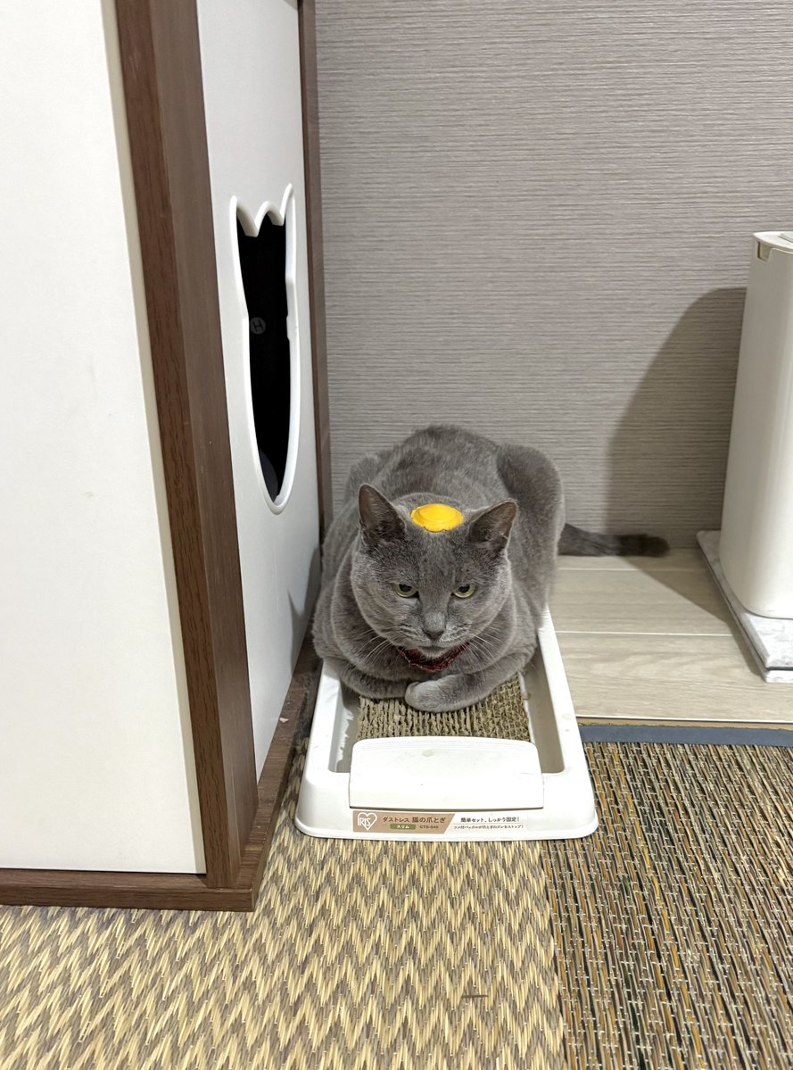 vAOS22RiMgBiMej's tweet photo. タメは落ち着いた女性なので子供のイタズラにも動じないのです🐈‍⬛
（ちなみに頭に乗っているのはぷっちょグミのフタ）

#猫のいる暮らし　#猫のいる幸せ
#猫かわいいね https://t.co/qDgOldL7l0