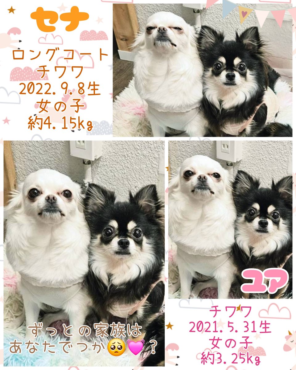 hogocafe_tachi's tweet photo. セナとユアのチワワ女子がぴったり並んでいるところを発見😳💓

普段はそれぞれ自由に動いたり甘えたりしていますがこの時はあまりにぴったりでした🤭

嬉しいときはお口をむきっとさせて笑ってくれるセナ🐶
まんまるおめめで見つめてくれるキュートなユア🐶 https://t.co/Dx4qtSihYb