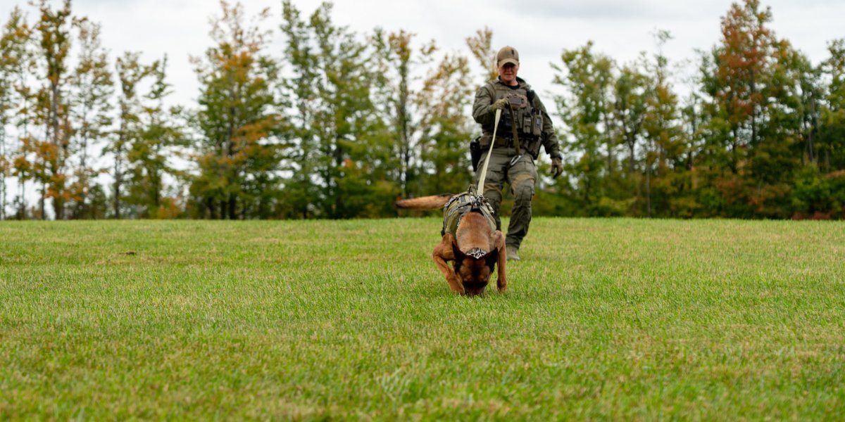 OPP_News's tweet photo. Among Canada's best. 🐾🏆

At the September 2026 Canadian Police Canine Association National Police Dog Championships, OPP Provincial Constable Melissa Pirie and #OPPCanine Tytan competed against some of the country's top police canine teams.

Drawing on countless hours of training and real-world operational experience, they delivered outstanding performances across multiple events:

🥇 1st - Compound Search
🥈 2nd - Criminal Apprehension
🏅 4th Overall Top Dog

Congratulations to PC Pirie and Tytan on this remarkable achievement.