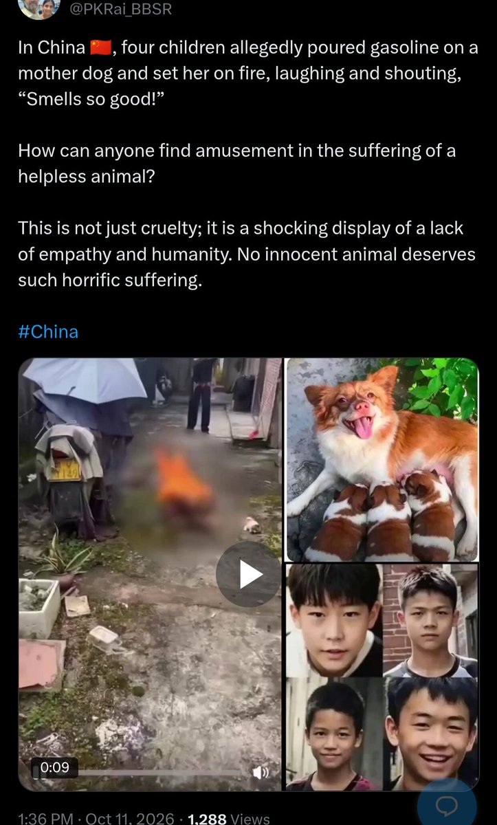 PhaedraXTeddy's tweet photo. Even before the existence or absence of animal protection laws, humans wouldn't do such cruel things, why would anyone even waste their time to seek out animals to abuse? Ask #China why there is no #ChinaAnimalProtectionLaw and WHY @cloudflare hosts a website that broadcasts and sells illegal #MadeInChina cat t*rture videos. Over the years of permission by the Chinese government and incomprehensible cooperation of @cloudflare, making animal t*rture videos has become mainstream in #China🇨🇳 and Chinese childs play. @cloudflare makes up excuses to pretend they have no responsibility for the fact they host an illegal animal t* rture website that sells illegal videos including #MadeInChina cat t*rture videos. What's the worst that would happen if @cloudflare stopped taking money from Chinese animalabusers for giving them a place to sell illegal videos of animal t*rture, some videos even made by minors and available worldwide. @cloudflare has helped animal abusers make money for videotaping and uploading their crimes.