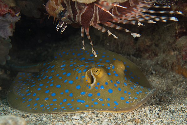 Oceanlifeofday's tweet photo. ocean life of the day: blue-spotted ribbontail ray 
(Taeniura lymma)

~ found in: Indo-Pacific waters
~ habitat: shallow coral reefs and sandy lagoons
~ eats: crabs, shrimp, worms and small fish
~ special feature: electric-blue spots and a long tail with venomous spines
~ size: up to about 35 cm across the disc
~ status: near threatened

📸 Siladen Resort//Thai National Parks