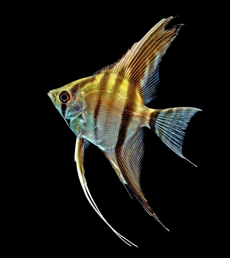 orizapot's tweet photo. IYEEE JAWABANNYA ANGELFISH OKKK. Kalo angler fish punya lampu atasnye jd BEDA JAUH. Kalo moorish idol itu emang mirip sih ama angelfish HARUSNYA CLUE GW JANGAN NEMO YAK. Yaudah gpp yang gak gw reply boleh tambah 550 okeeeeyyy https://t.co/N7Nt4xGbFA