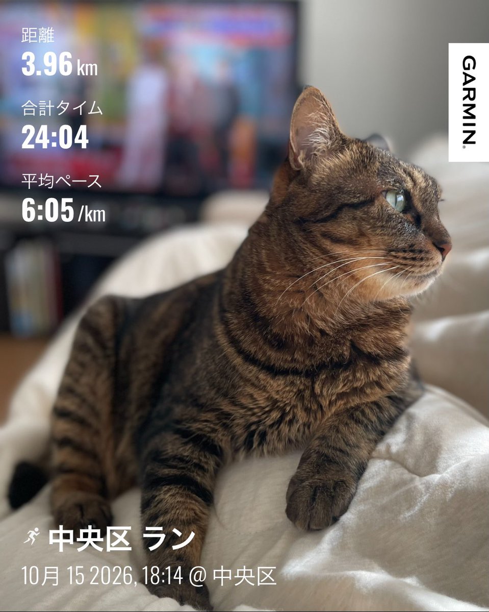 terukenburgers_'s tweet photo. じょ。ロードで足首グネリそうになる。両足組靭帯切れてるワシにはロードは危険がいっぱい。

福ちゃん明日で我が家に来て8年。
カッコつけ福ちゃん。

近所の公園のハロウィン🎃
＃猫　＃空　＃走 ＃tkbgs ＃tkscurry https://t.co/nBr0Utrd8f