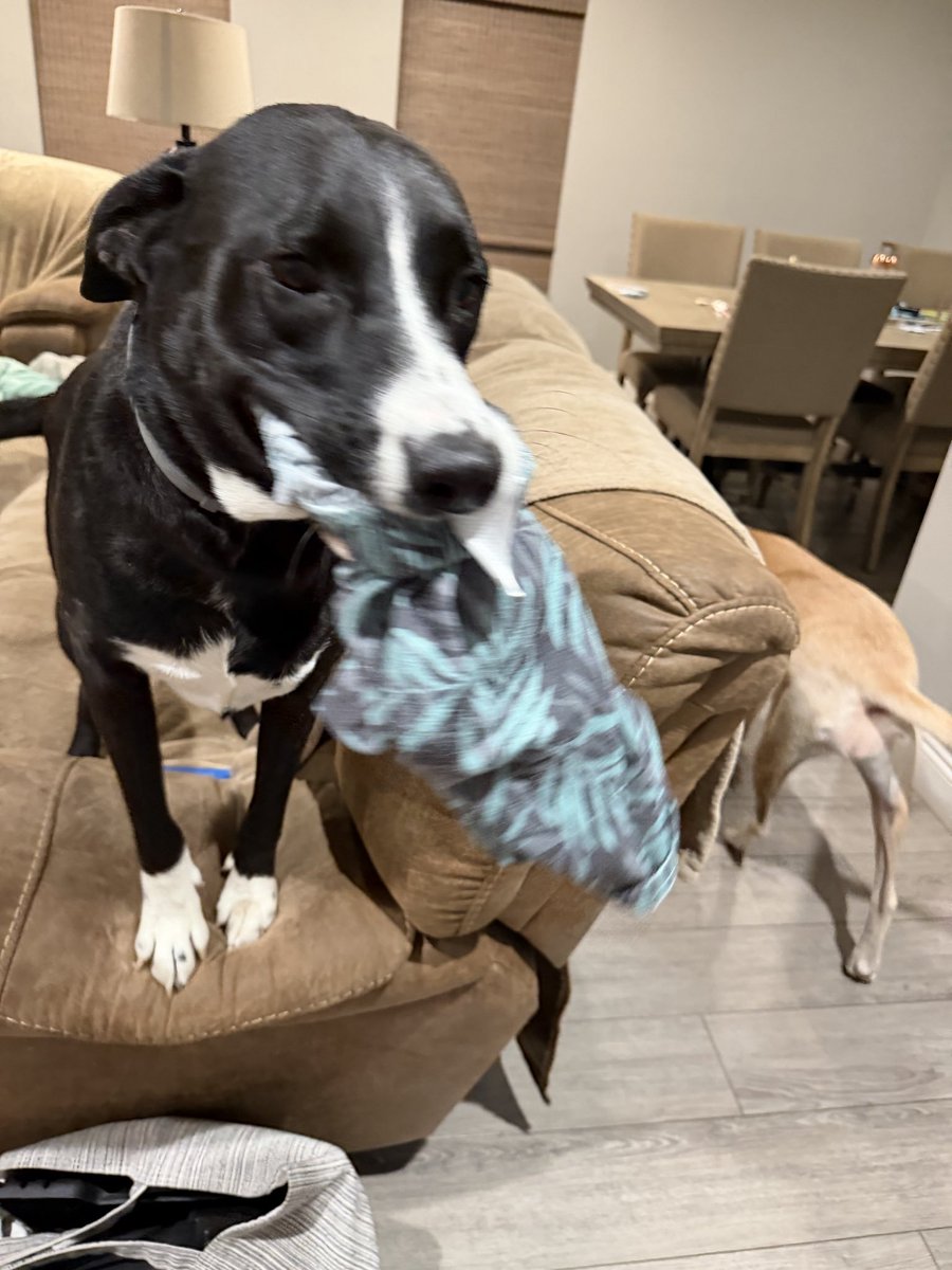 Dogworlds01's tweet photo. Shadow was so excited when we came home today. So excited he grabbed Moose’s pajamas to greet us. 😂 

Shadow always has to hold onto something 😂. Usually it’s a sock. 🧦 https://t.co/kPbJEt46bs