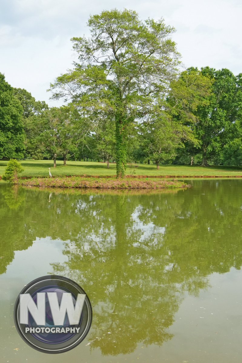 nuclearwh1stle's tweet photo. Prints are available of this photo. Please message me on here, if you're interested. #photography #landscape #landscapephotography #treephotography #waterreflection #pondreflections #millikenarboretum #spartanburg #spartanburgsc #SouthCarolina https://t.co/uUIkPFw4xz