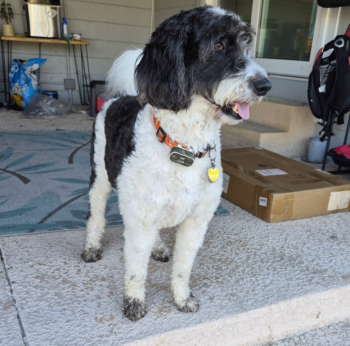 Dogworlds01's tweet photo. The backyard is still super wet so I decided to get some new boots! 😂 #creeklife #dogsoftwitter #DogsOfX https://t.co/E55KZh1nSK