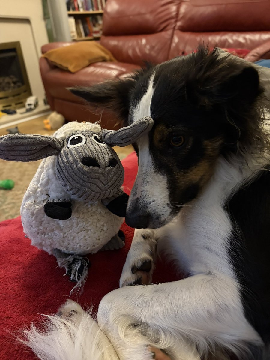 Dogworlds01's tweet photo. https://t.co/A8gca6OlWa