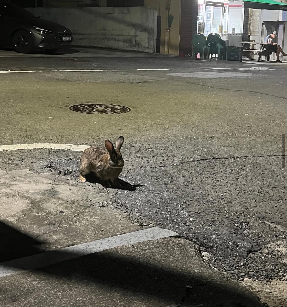 silulu___'s tweet photo. 아니 뭐임? 길고양이 컨셉임? 나 진짜 얘 만나고 너무 당황스러워서 멈추고 눈싸움함 https://t.co/voBSSa0tUx