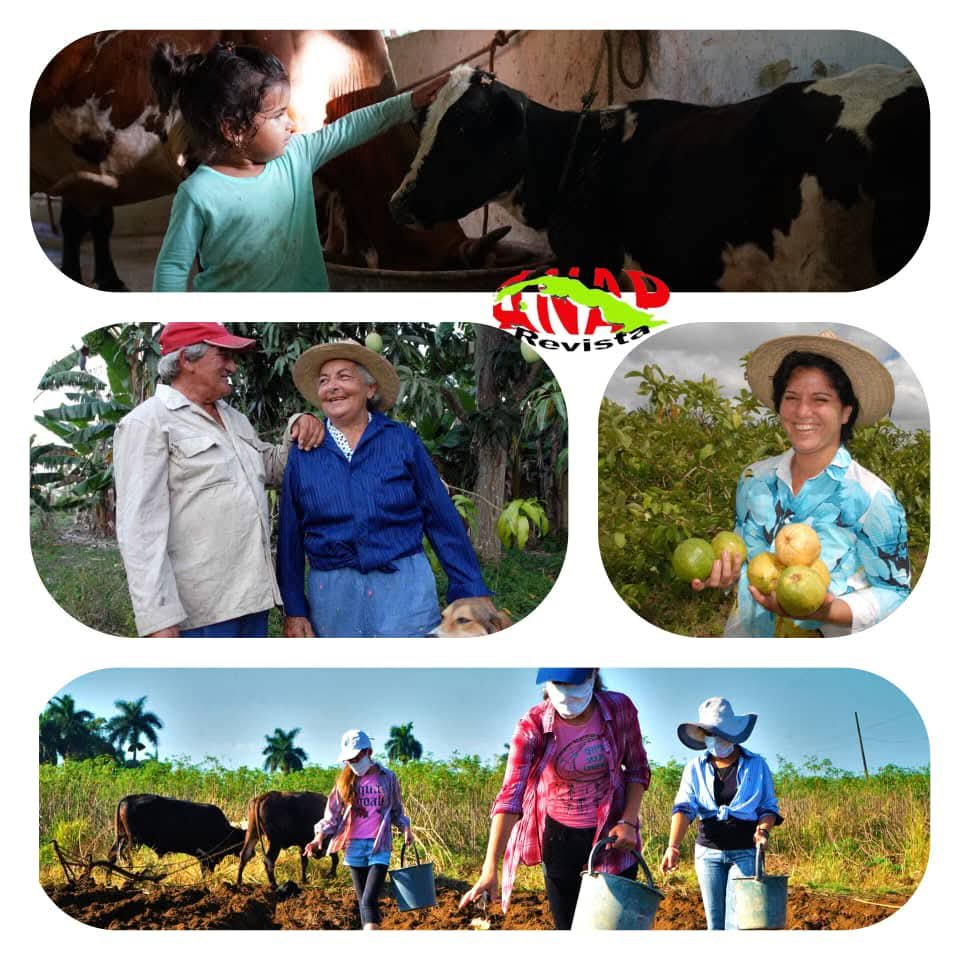 ErlinRondon's tweet photo. Muchas felicidades a las Mujeres rurales, en este hermoso día,ellas adornan nuestros campos con su belleza, con entrega y compromiso realizan la noble labor de trabajar la tierra. #PorCubaJuntosCreamos @Cuba_CTC @Colina_CTCuba https://t.co/uMhOgD5wZf