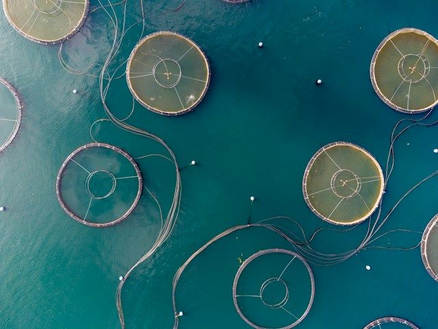 abnormalreturns's tweet photo. ✍️ Longform links: the case for quitting, what farmed fish eat, and why Americans are coupling less. https://t.co/r5sTbcUQ1X 

image: https://t.co/CFDEv6ykDN https://t.co/bhBTF3i60f