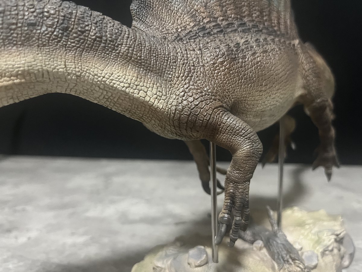 DinoAnatomy24's tweet photo. 最新の研究結果に基づく昨今の獣脚類の殆どが遠目で見ると鱗のディテールが見えにくいので個人的に造形物としての好みで言えばこの商品の様に鱗が大きめで全身を引きで見てもディテールがはっきり見えるのが良いですね☺️
#spinosaurus aegyptiacus　#WDragon https://t.co/OodnXZZbOo