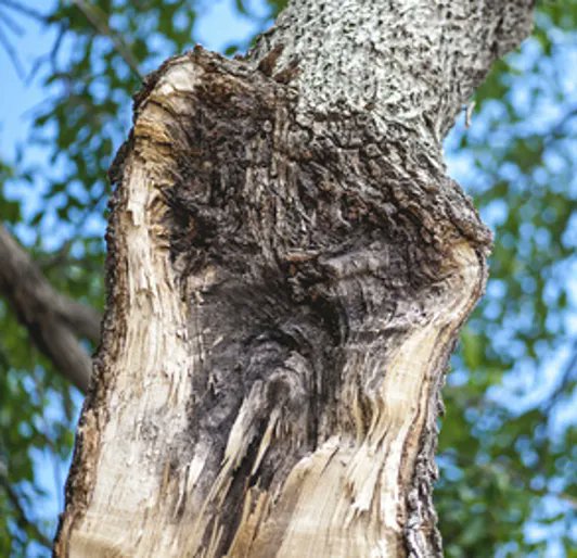 dougoster1's tweet photo. Is your tree dormant or decaying? Leo Katz from @DaveyTree discusses the topic on this week's Talking Trees podcast. it's all about identifying risks before it's too late.
Listen here- https://t.co/dV4WPvoTPf https://t.co/petFlyJ8v6