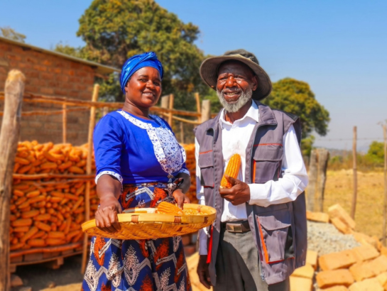 HarvestPlus's tweet photo. 🌱 Better food. Stronger livelihoods. More resilient food systems. This #WorldFoodDay, we celebrate innovation that delivers impact beyond the harvest such as Zimbabwe’s Matsaru family producing 5 tons of vitamin A maize seed.
🔗 https://t.co/3WZN3kFYMA

#HarvestPlus https://t.co/axWCfOAy5u
