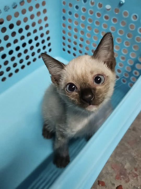 saayoosound's tweet photo. อ่ยยย น้อนตุวนิน่ารั๊กนิ๊ เด๋วพิ๊ส่งค่าเปียกๆไปน๊า🥹🐈‍⬛💕 https://t.co/nrvOovbE5t