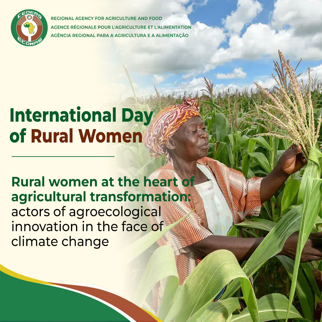 ARAA_CEDEAO's tweet photo. 🌱 Through ARAA-led programs, 136,310 ha are undergoing agroecological transition and 72,000 stakeholders have been trained. Rural women are key to building sustainable, climate-resilient agriculture. 
#WorldFoodDay2026 #ZeroHunger #FoodSystems https://t.co/avWUNgWj4K