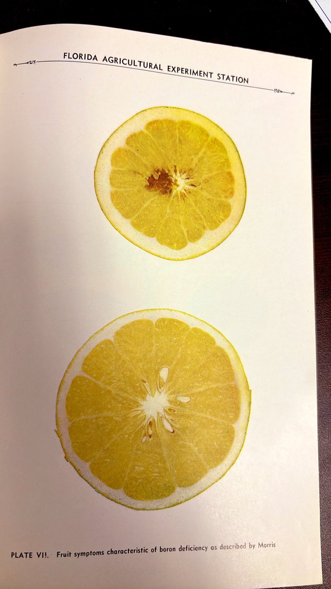 CitrusAg's tweet photo. Is it a #boron deficiency or something else? #citrus #plants https://t.co/E4ZHTRapBq