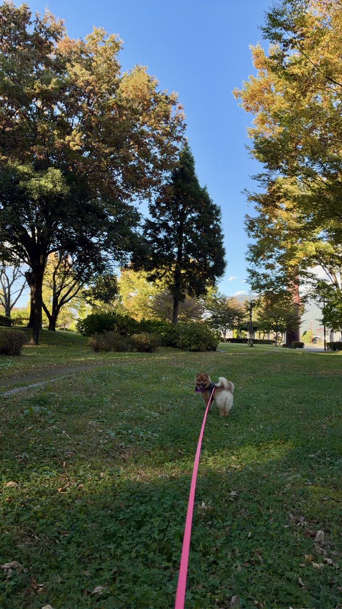 ex51103's tweet photo. 今日のおさんぽ風景🐕🍁🌳 https://t.co/FmyLJJsQCS
