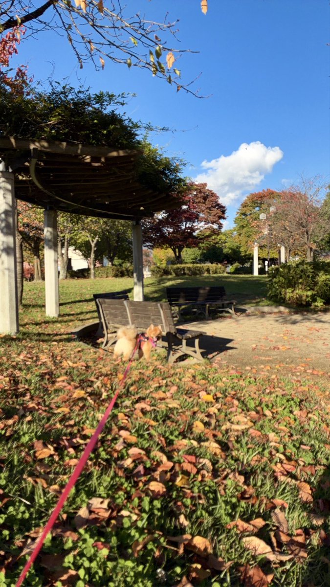 ex51103's tweet photo. 今日のおさんぽ風景🐕🍁🌳 https://t.co/FmyLJJsQCS