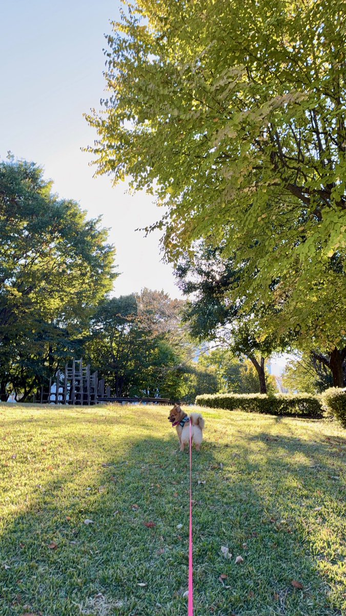 ex51103's tweet photo. 今日のおさんぽ風景🐕🍁🌳 https://t.co/FmyLJJsQCS