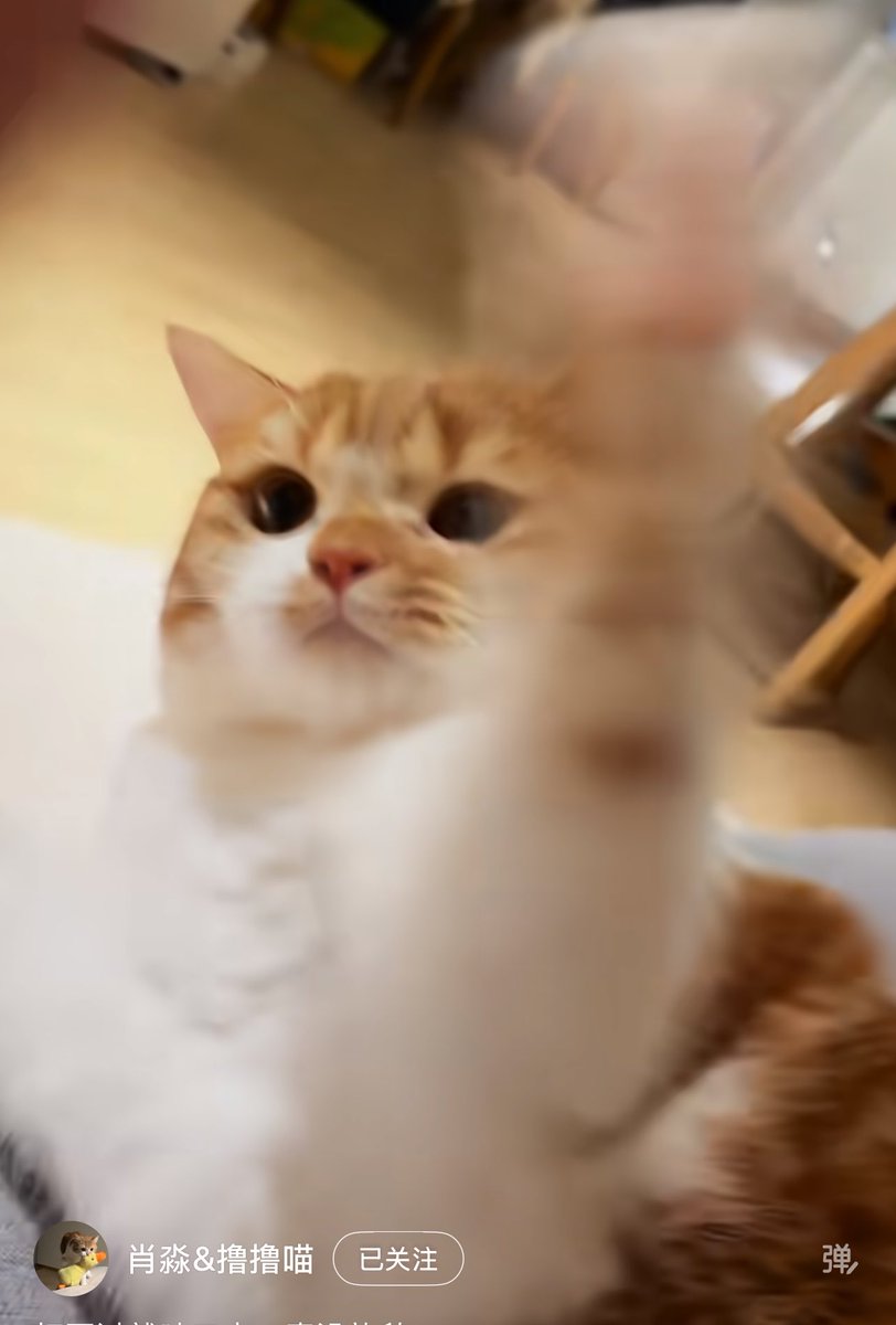 Sexyang421's tweet photo. 我宣布撸撸是我全网第一喜欢的小咪🥺
#cat https://t.co/RsY4JPuU2N
