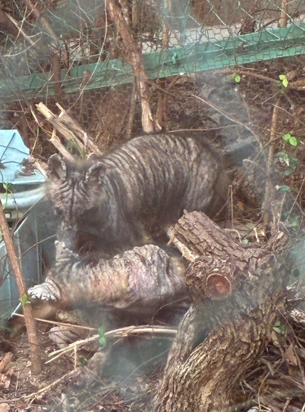 meme_omar167's tweet photo. 家の近くに見たことない動物いて
最初はデカい猫かと思って普通に見てたんだけど

よく見たらサイズ感おかしすぎて一気に怖くなった、、、

これ何の動物なの？ https://t.co/ueHSU8neuf