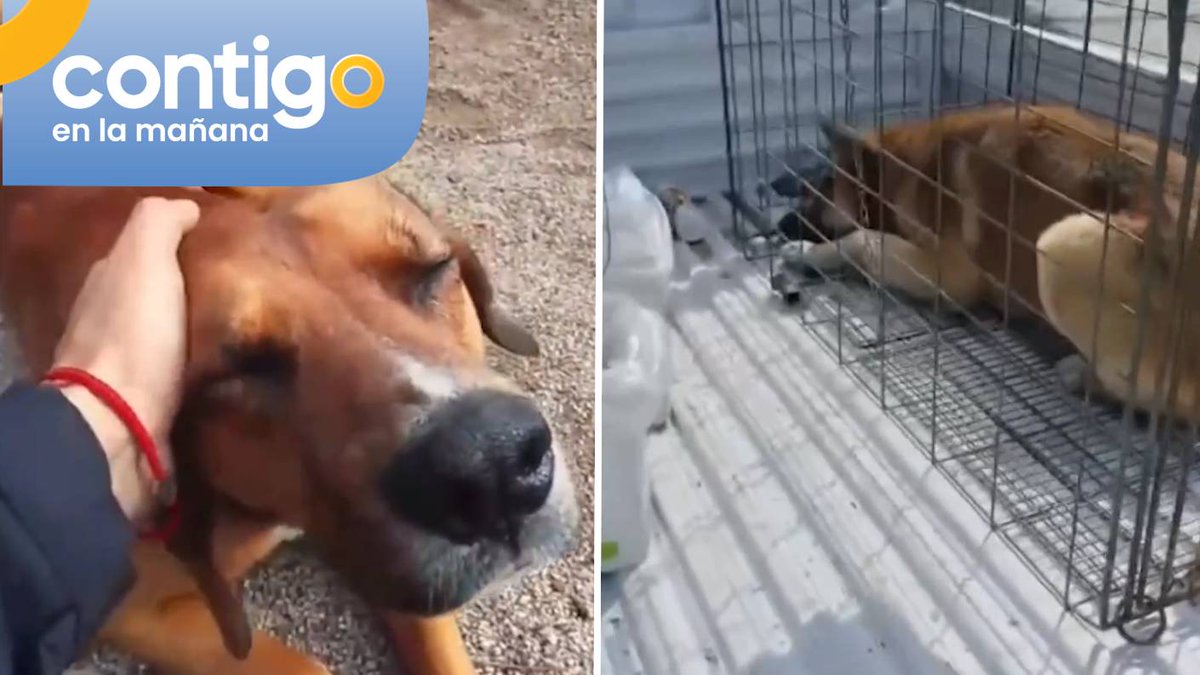 chilevision's tweet photo. #ContigoCHV | Eutanasia a perrito comunitario en Colina desató dolor e indignación: Acusan falta de protocolos ➡️ https://t.co/ER0pPasADz https://t.co/U9XJFrxsgi