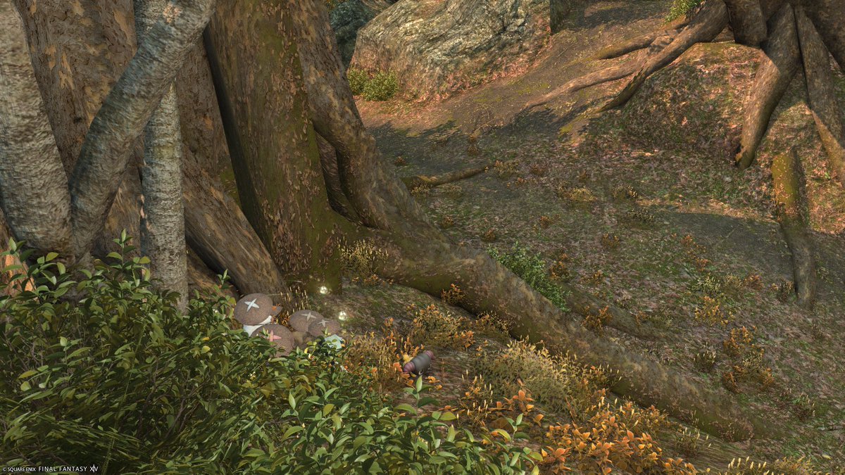 perorimog's tweet photo. 昨日PT募集できのこ探ししてきた🍄
きのこ装備いただいた https://t.co/alUmg0zvru