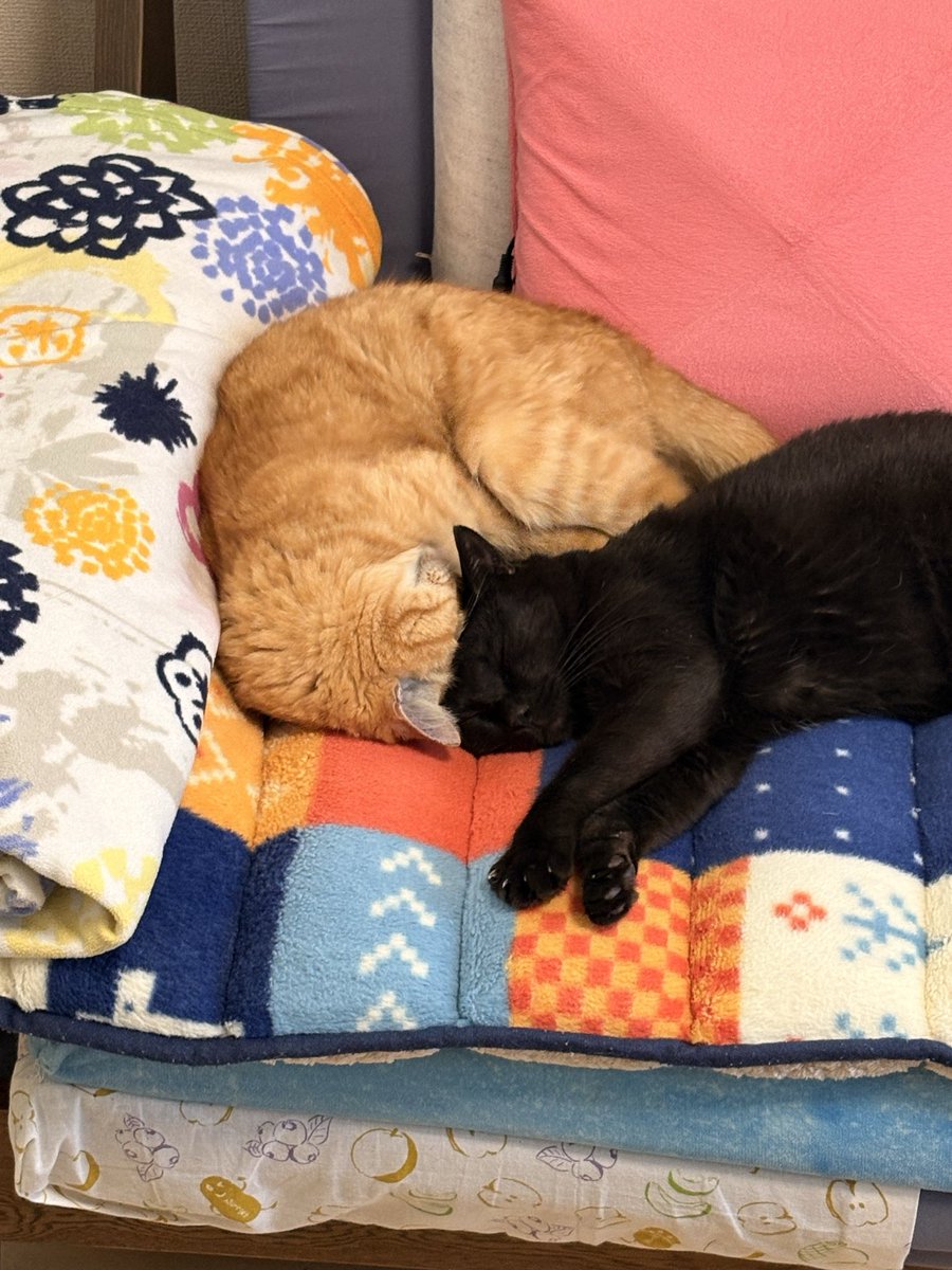 mintoncat's tweet photo. https://t.co/NsbhdKGlPc