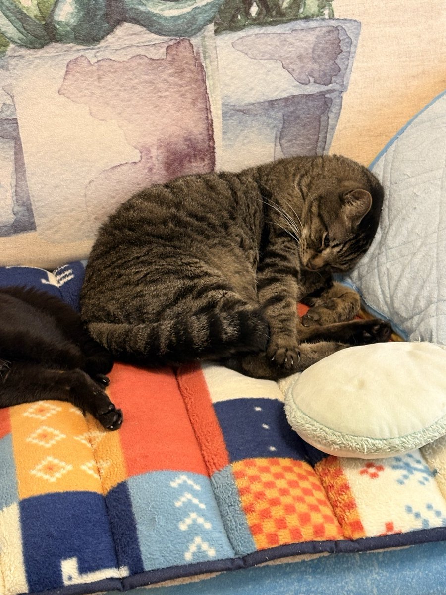 mintoncat's tweet photo. https://t.co/NsbhdKGlPc