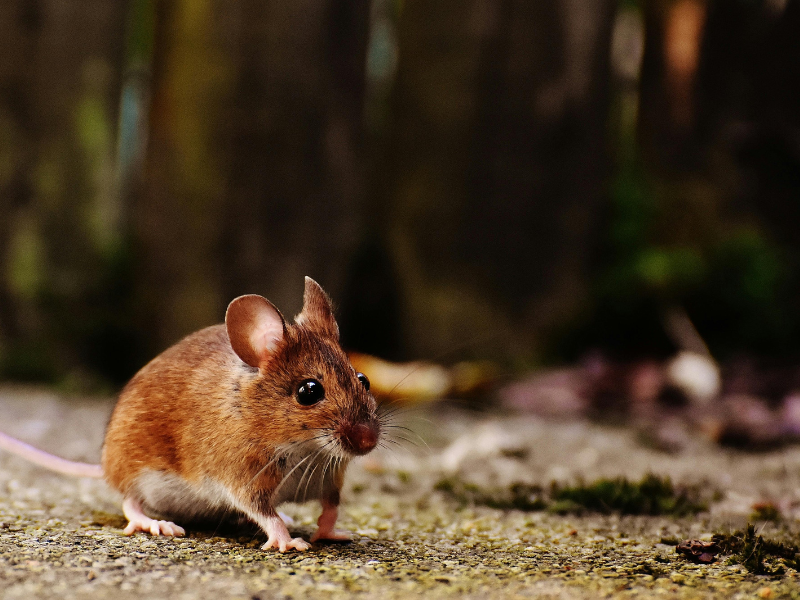 EffectivePest tweet picture
