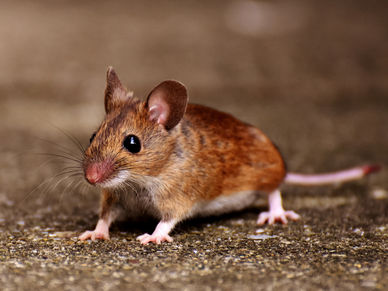 EffectivePest tweet picture