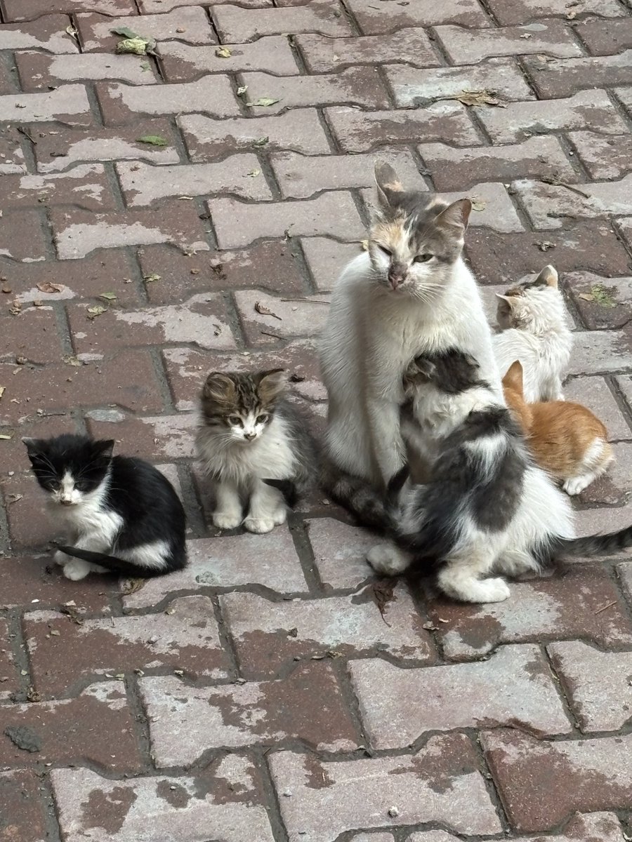 n1sasta's tweet photo. 10 tane cocuk dogurmus hepsi birbirinden sefil duruyo aglicam https://t.co/7okQpBpPVA