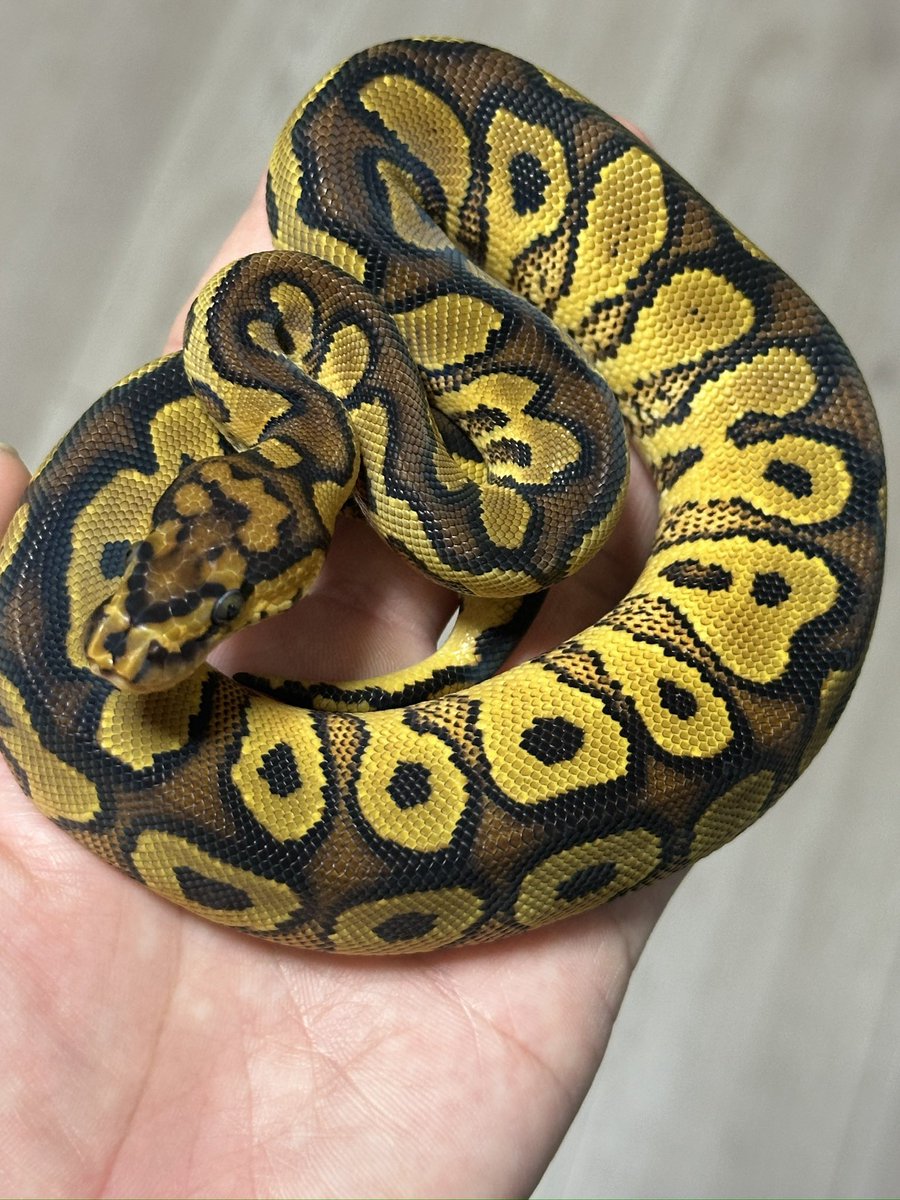 zuu1110's tweet photo. うんこ💩とよく食べる子たち🙂↕️成長が早い
#ballpython #ボールパイソン https://t.co/erk1oydZev