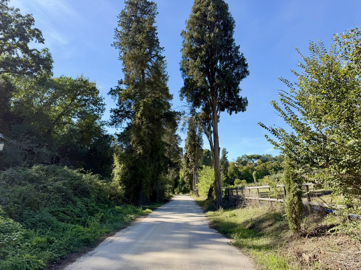 TOBSTUDIO's tweet photo. Secondo giorno di allenamento nel bosco e mi sembrava estate! https://t.co/S7PufUEYeu