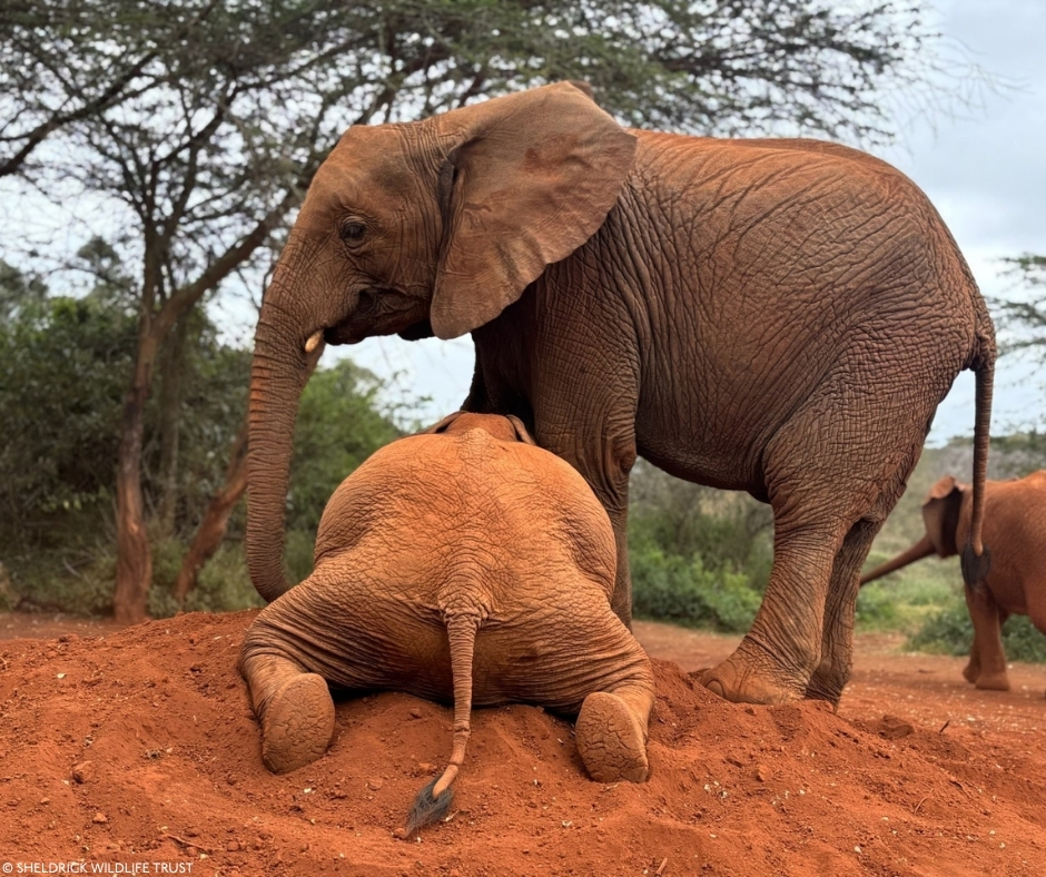 SheldrickTrust's tweet photo. Elephant bottoms are rather sweet – and this one doubly so, because it belongs to Kipekee, one of our beloved Nursery babies. 

Every big girl goes out of her way to keep her safe from the boisterous boys. SWT foster family – find out who was playing bodyguard to our little frog on this day by reading the just-published 3 September entry of our Nursery Keepers’ Diaries: https://t.co/Vx0f1osPQ1

To all our foster parents, thank you for your incredible support: you make our work possible. Want to join our herd? Meet the orphans and find your perfect match: https://t.co/CooVpdJj7e