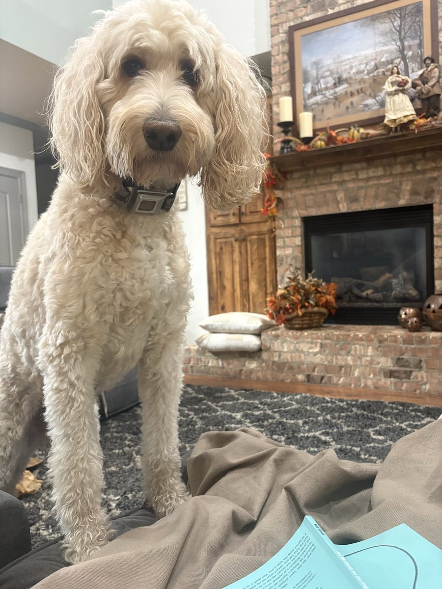 JenniferBuck65's tweet photo. He was sleeping soundly on the other end of the couch. Then I sneezed, and here he stands—highly offended. https://t.co/ot4grbpejK