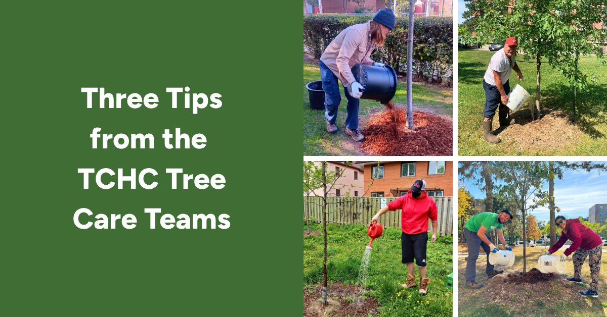 leaf's tweet photo. 🌳 Thanks to @TOHousing Tree Care Team members who care for young trees at TCHC communities!

Their work comes down to three key tasks: watering, mulching and observing tree health.

Discover three lessons from the TCHC Tree Care Teams: [link] https://t.co/pfl8lX8MDt
