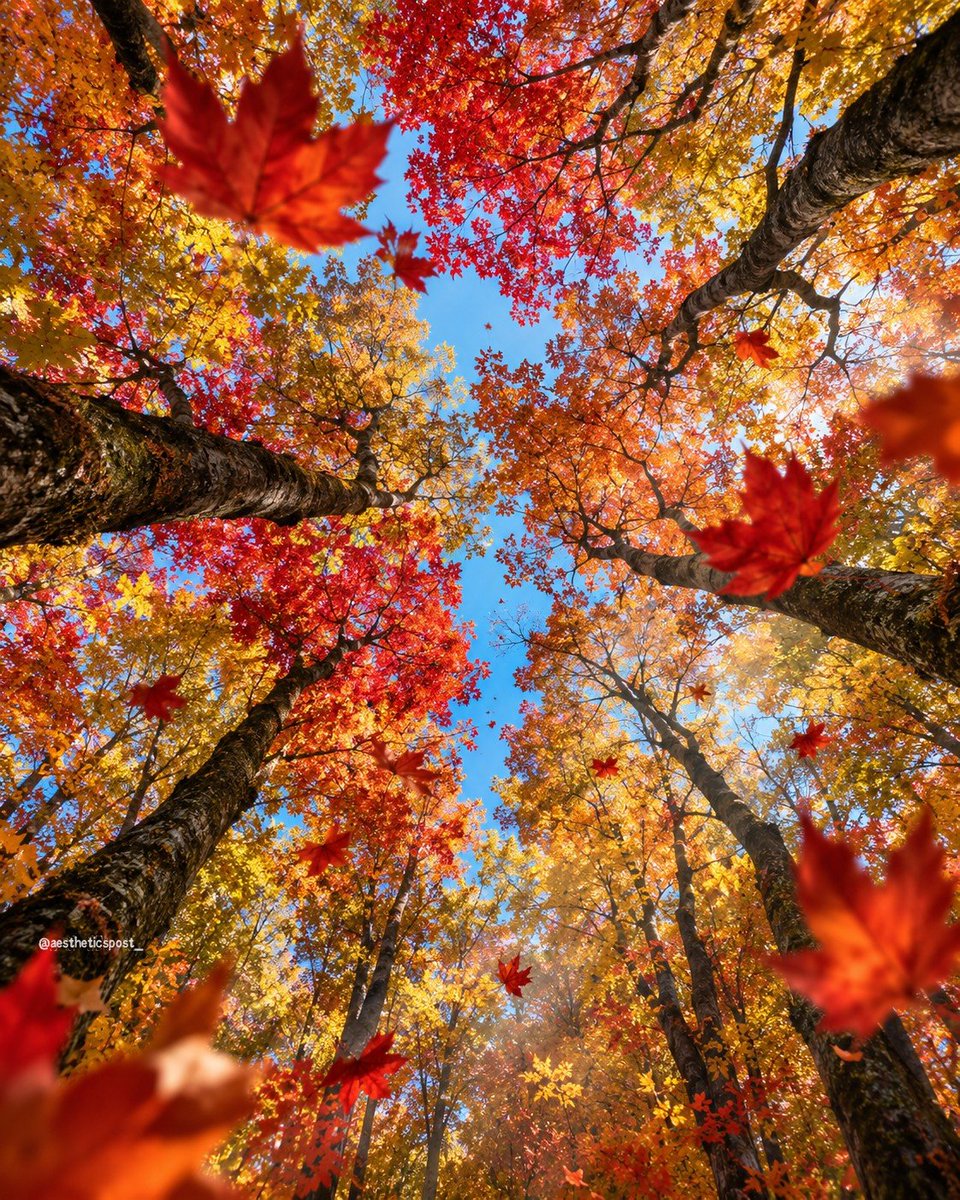 aestheticspost_'s tweet photo. 🍁 https://t.co/9LYdayBJYf