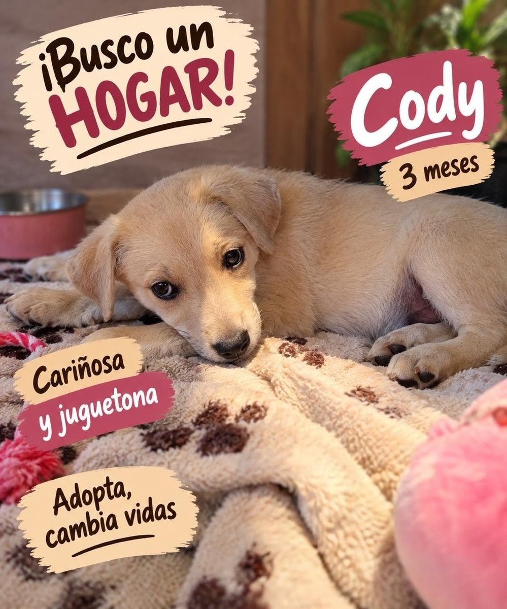 Ari_Arciniega6's tweet photo. La Bella y tierna Cody 🐕 , muy sana con sus vacunas al día , ella de carácter afable y mega cariñosa se encuentra la espera de que alguien pregunte por ella y pueda ser feliz a tu lado por siempre , Si deseas más información o conocerle Escribe 👇 
Gracias. CDMX 🐾 Nos regalas RT porfavor
