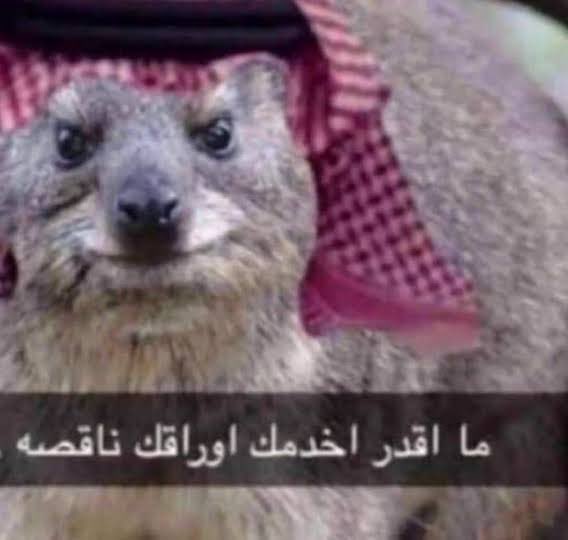_ti9l's tweet photo. اي حساب يتعدا ١٠ متابعين مايعتبر صفري https://t.co/8uxUHAZk9r