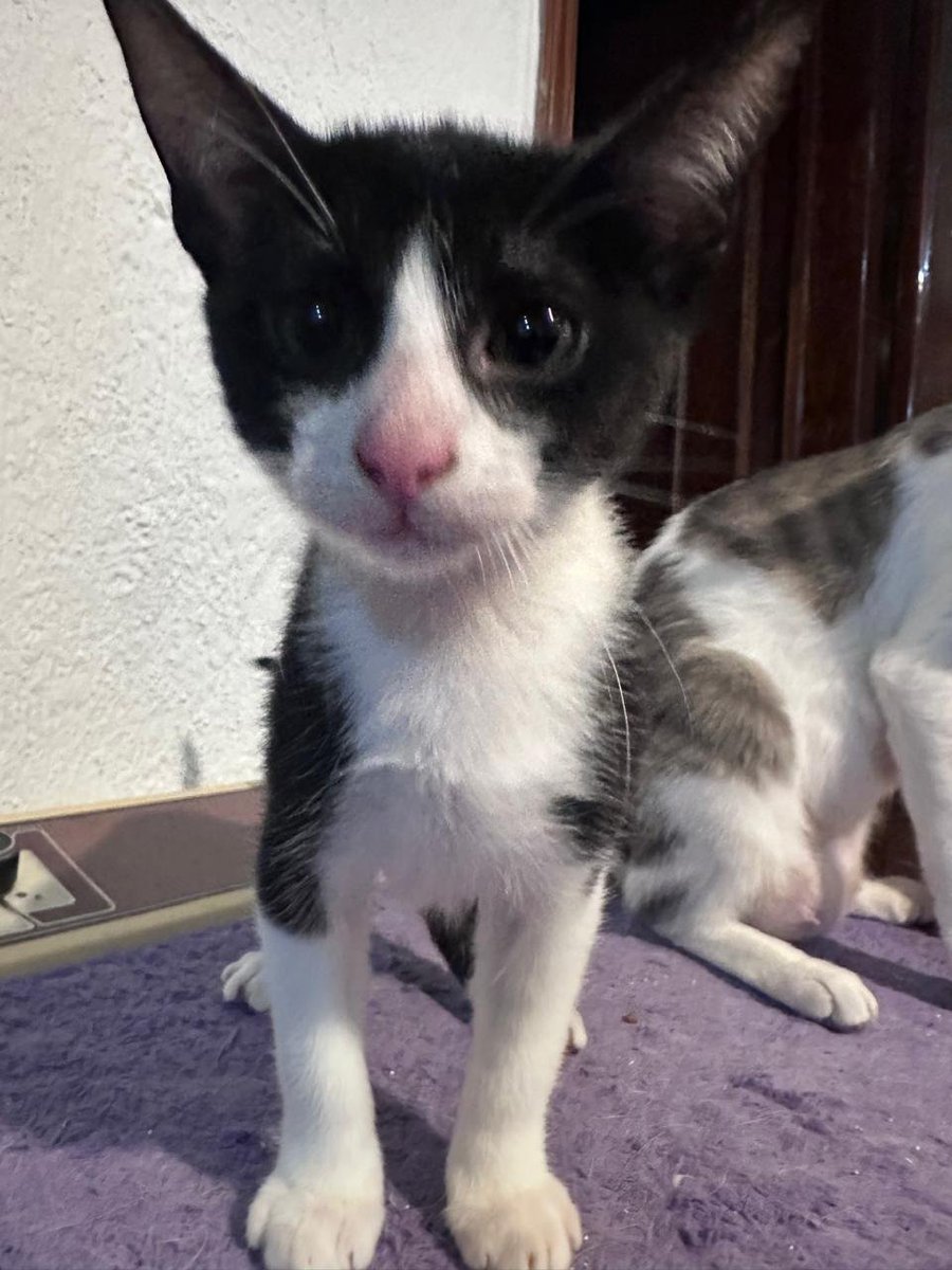 Ari_Arciniega6's tweet photo. Este pequeño tuxedo 🐈 se encuentra en busca de alguien que desee adoptarle responsablemente lleva una ternura tan grande por dentro de su corazón Igualmente tristeza pues necesita unos brazos que le abracen fuerte y le puedan decir que es muy amado y que jamás volverá a estar solo , Si deseas conocerle Escríbeme 👇 CDMX 🐾 Nos regalas RT por favor