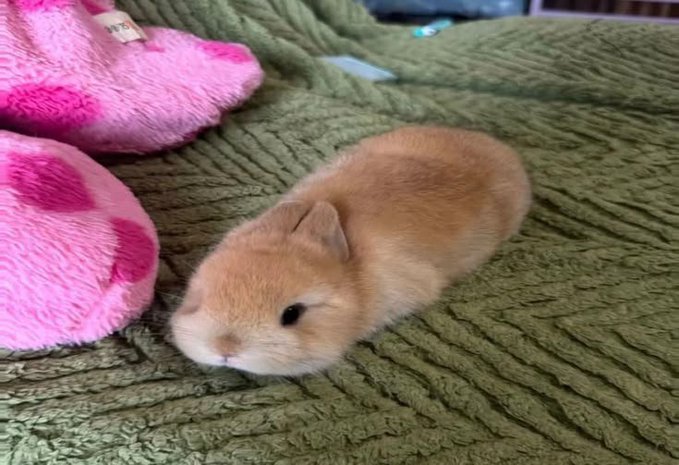 bunnyrabitsworm's tweet photo. he lays flat https://t.co/6ITSfYhn5E
