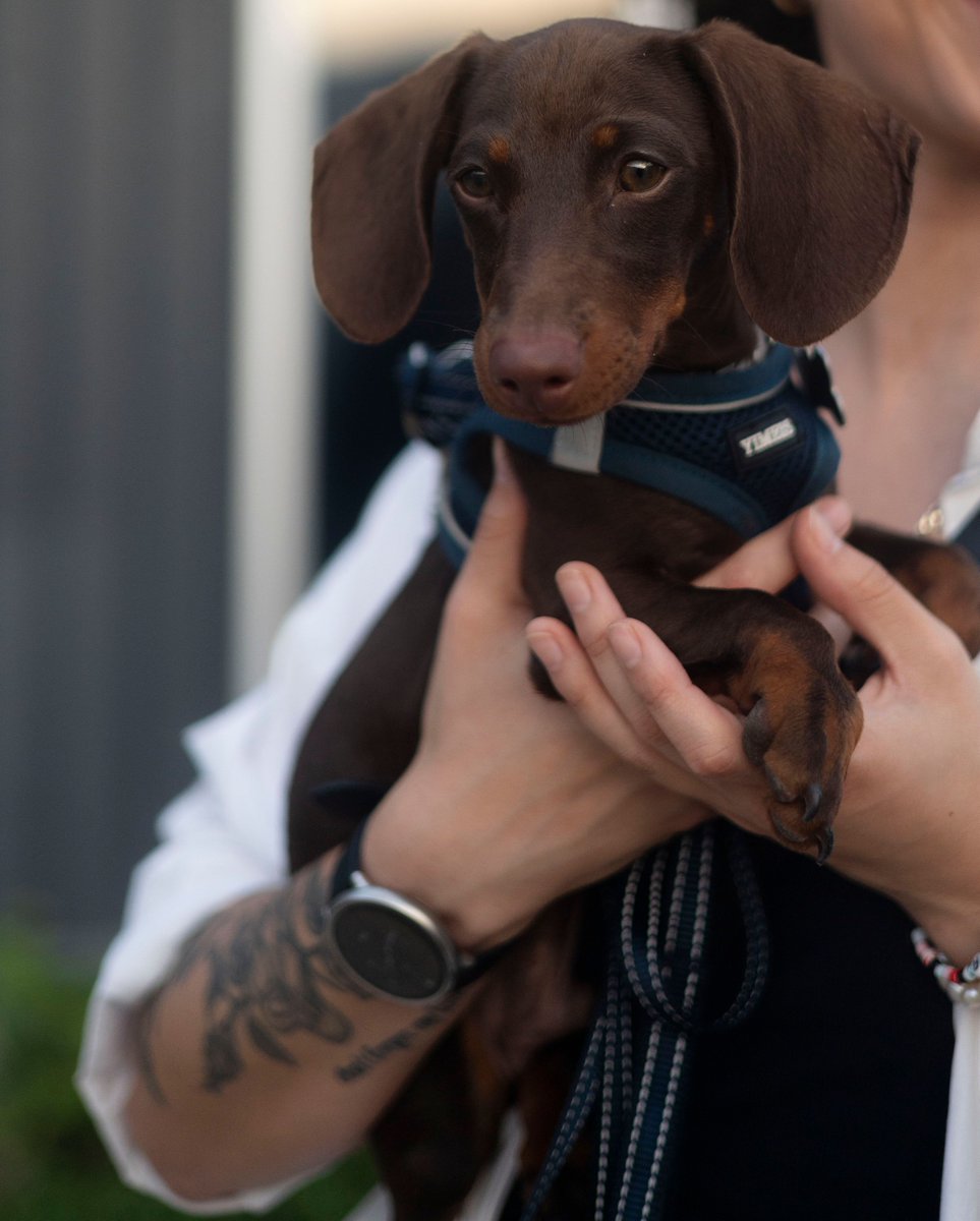 dogperroco's tweet photo. Dogs bring so much joy to our lives! Keep your best friend happy and healthy with daily exercise, proper nutrition, and plenty of love.

Find your dog’s essentials at https://t.co/J0CwYVVkyW

#DogLovers #DogHealth #HappyDogs https://t.co/QVKEFFct8b