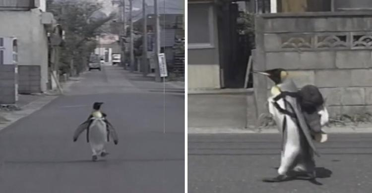 DurianDraws's tweet photo. @Lesbeon_Kennedy Penguin! https://t.co/sYu4hO84kK