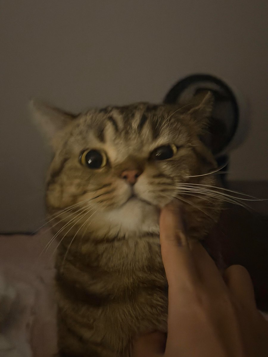 nocontextscats's tweet photo. https://t.co/N9RNBRBKJM